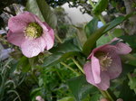 2009 庭の花 046.jpg