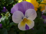 2009 庭の花 047.jpg