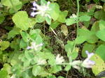 5月花長崎 089.jpg