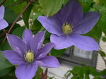 5月花長崎 099.jpg