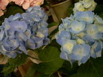 5月花長崎 102.jpg