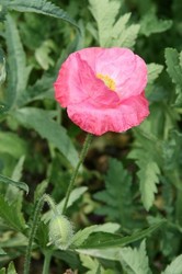 アジアクルーズ6日目 188.jpg