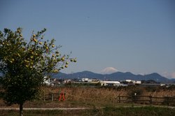 コスモス公民館まつり 001.jpg