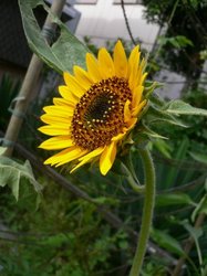 タペストリー 299.jpg