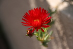 一信花 195.jpg