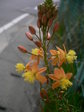 押し花講習会6月 一信 171.jpg