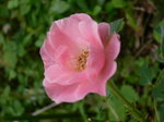 押し花講習会6月 一信 609.jpg