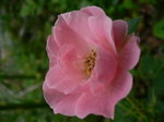 押し花講習会6月 一信 773.jpg