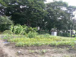 家庭菜園庭7月 032.jpg