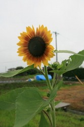 家庭菜園庭7月 241.jpg