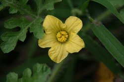 家庭菜園庭7月 335.jpg