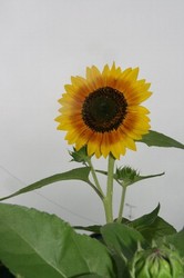 家庭菜園庭7月 005.jpg