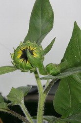 家庭菜園庭7月 006.jpg