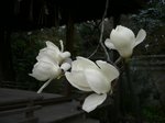 京都 027.jpg