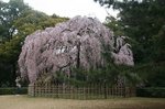 京都 070.jpg