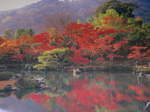 京都旅行〜金閣寺〜嵐山〜龍成寺〜清水寺 056.jpg