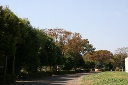 秋の大池 012.jpg