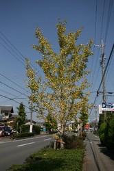 秋の大池 042.jpg
