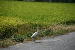 秋の大池 219.jpg