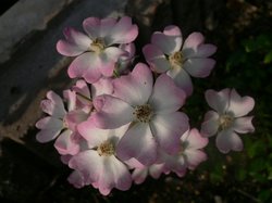 庭に大池2009 174.jpg