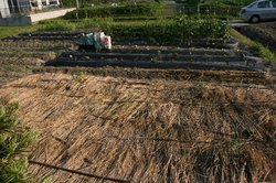 庭の花 1203.jpg