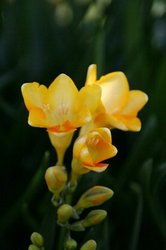 庭の花 603.jpg