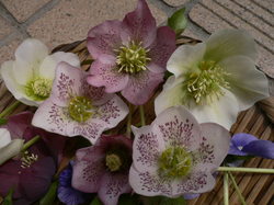 庭の花 691.jpg