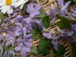 庭の花 700.jpg