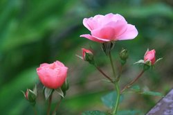 庭の花6月 165.jpg