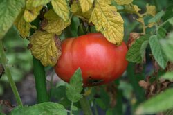庭菜園7月 002.jpg