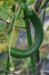 庭菜園7月 004.jpg