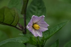庭菜園7月 010.jpg