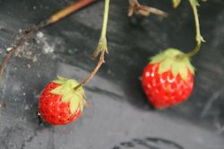 庭菜園7月 013.jpg