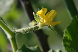庭菜園6月 050.jpg