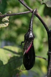 庭菜園6月 055.jpg