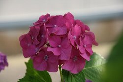 庭菜園6月 104.jpg
