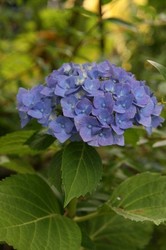 庭菜園6月 122.jpg