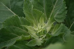 庭菜園6月 224.jpg