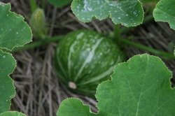 庭菜園6月 227.jpg