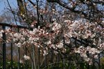 二条条、御所、大阪 062.jpg