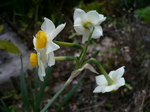 日本、庭の花ビオラ、薬後楽園、回転すし 058.jpg