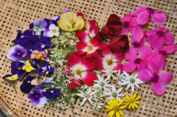 お花.jpg