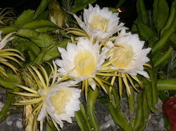 ドラゴンフルーツの花.jpg