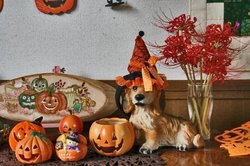 ハロウィン 雫045.jpg