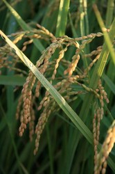 大池朝日8月 394.jpg