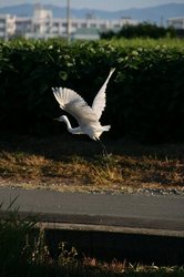 大池朝日8月 434.jpg