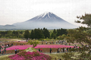 富士山芝さくら-070~~.jpg