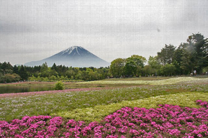 富士山芝さくら-122~~.jpg