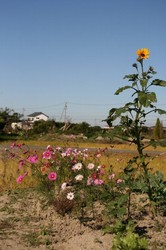 庭11月 569.jpg