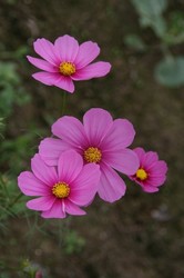 庭10月4 109.jpg